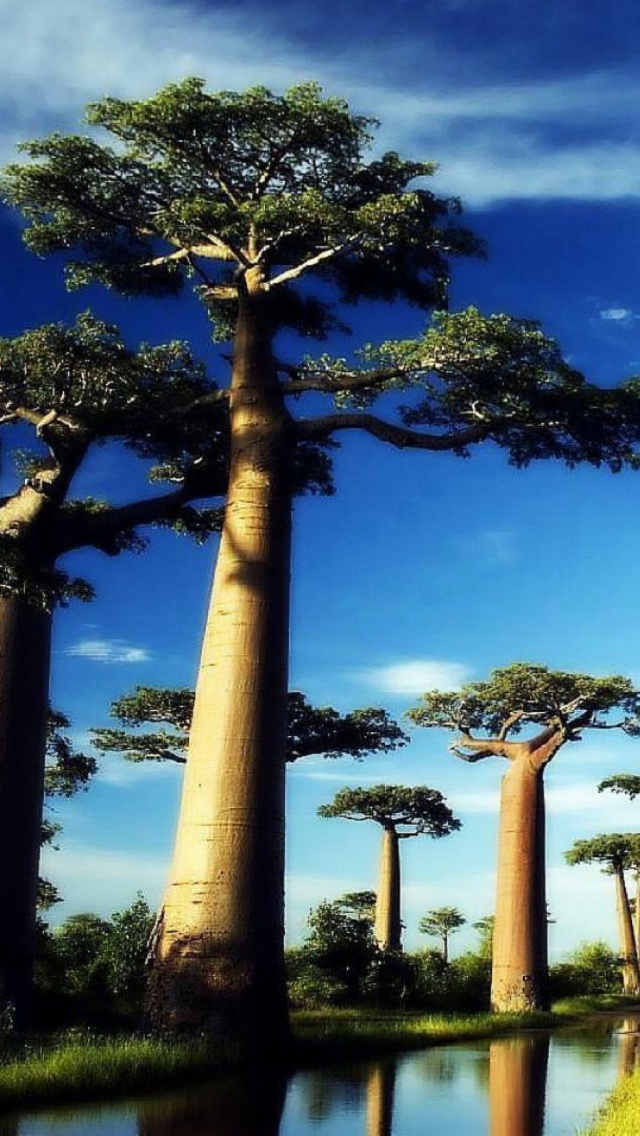 0920 Baobab Tree